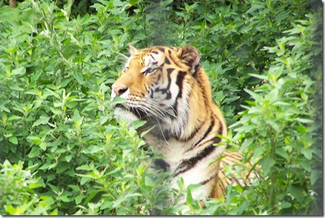 tiger