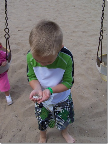 braedenshells