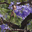 Green ebony tree or Jacaranda