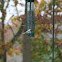 Carolina Chickadee
