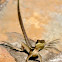 Basilisk/Jesus Lizard