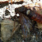 Elm Sawfly