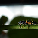 Chinita en estado de Larva