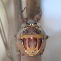 Northern Double Drummer Cicada