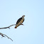 Osprey
