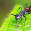 Ant-mimicking Spider