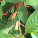 Metallic Green Bee