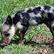Wild Piglet