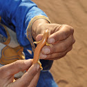 Sandfish Skink