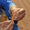 Sandfish Skink