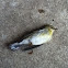 Warbler