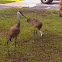Sandhill Crane
