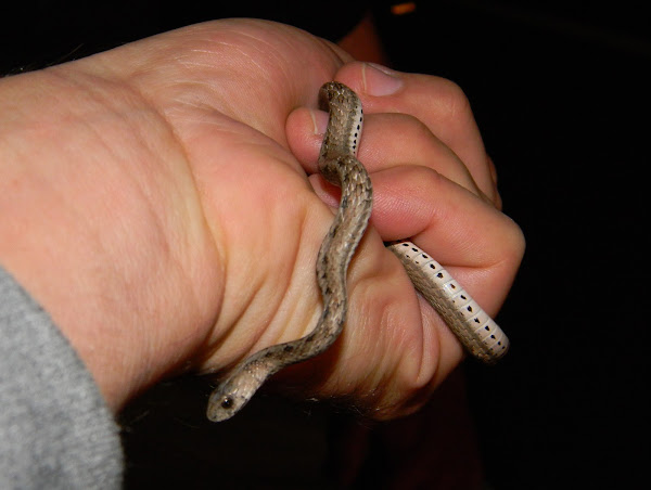 Florida Brown Snake Project Noah
