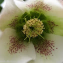Lenten Rose