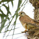 Common Kestrel