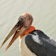 Marabou Stork