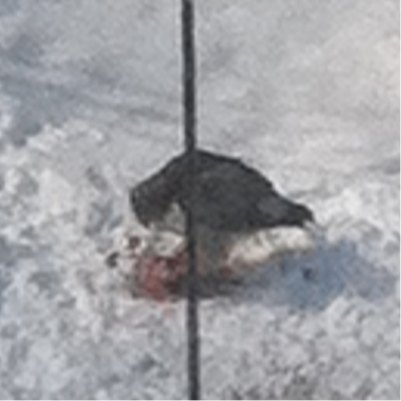Spotting Image 1