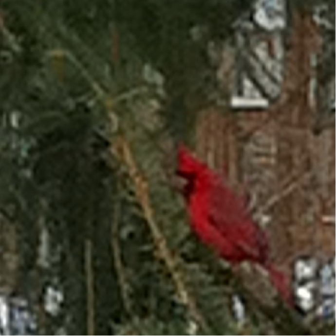 Cardinal