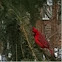 Cardinal