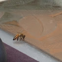European Honeybee