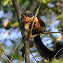 Indian giant squirrel
