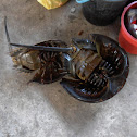 Mangrove horseshoe crab