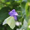 Limonera