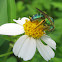 Metallic Green Bee