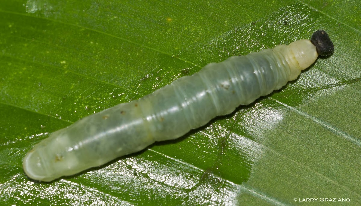 Caterpillar