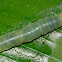 Caterpillar
