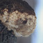 Lion's Mane Mushroom