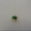 Green Stink Bug