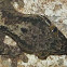 Turnip tailed Gecko