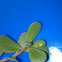 Purslane