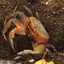 Puerto Rican sand crab