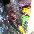 Red eft