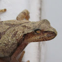 Northern Spring Peeper