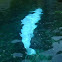 Beluga Whale
