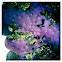 purple encrusting sponge