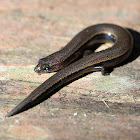 Skink