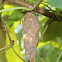 Bagworm Case