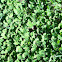Clovers