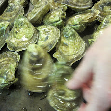 Grilled Oysters