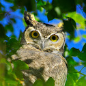 Great Horned Owl