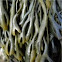 Alga marina. Seaweed