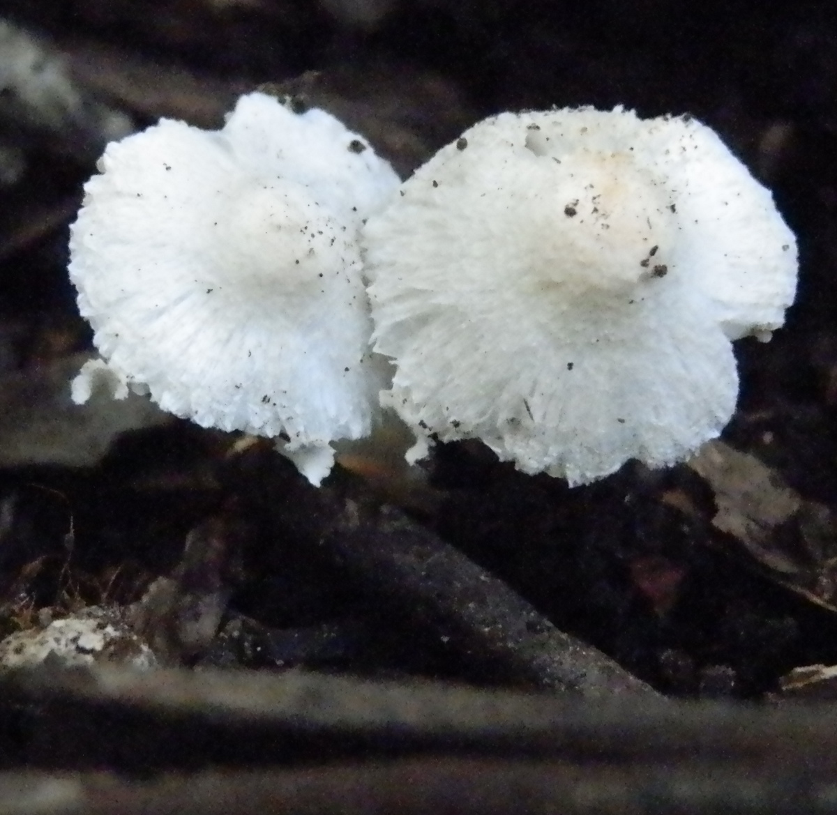 small white mushroom