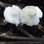 small white mushroom