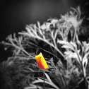 California poppy