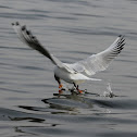Brown-headed Gull