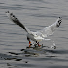 Brown-headed Gull